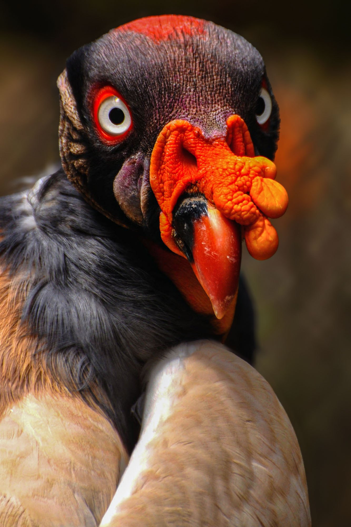 Bird Photography — Bird Photography photography by Orpa Lamprecht