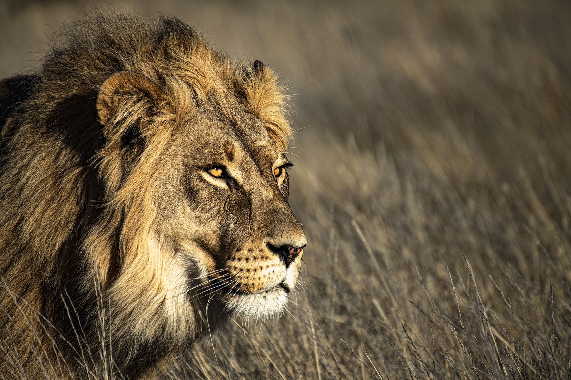 Lion Photography — Animal photography by Orpa Lamprecht