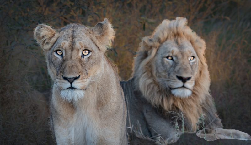 11 DSC 4069 Copy 22 — Lion Photography by Orpa Lamprecht