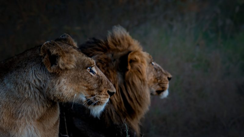 07 The Bush Couple — Lion Photography by Orpa Lamprecht