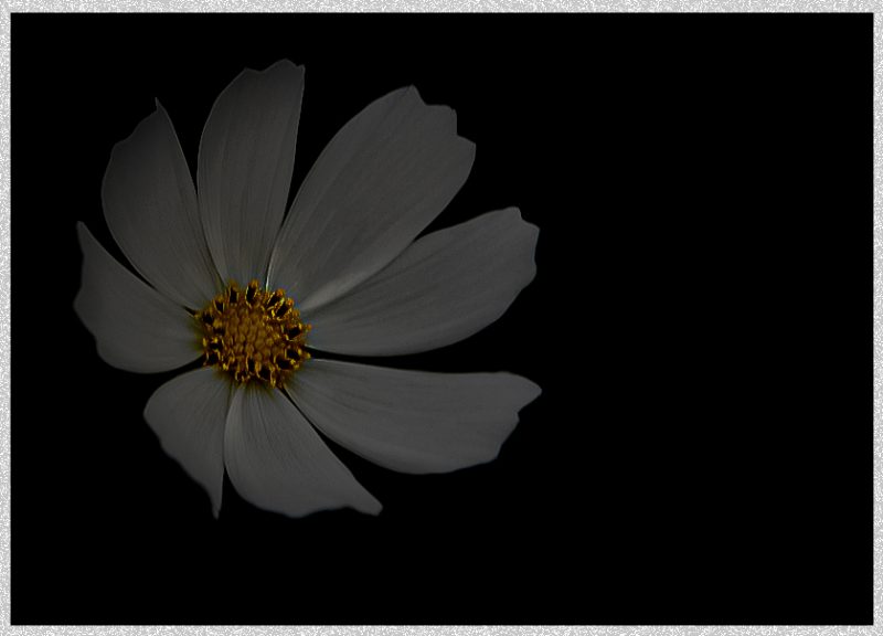 DSC 0866 Copy — Nature Photography