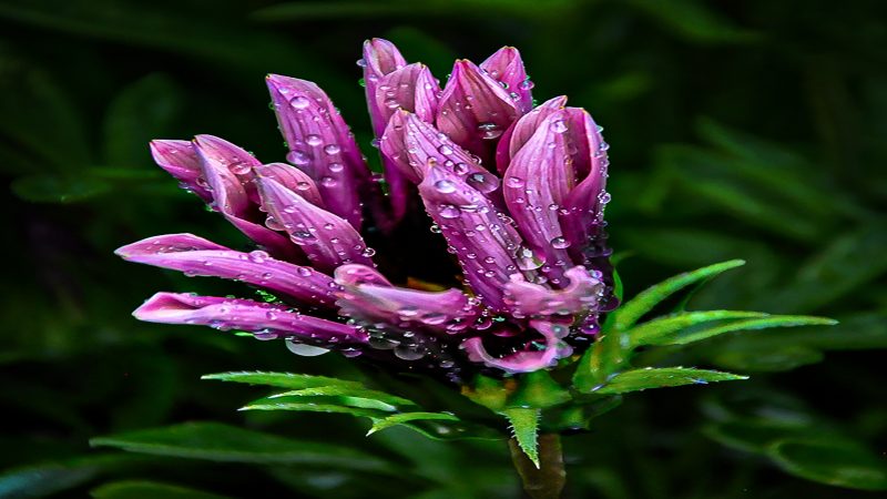 Purple Flower — Nature Photography