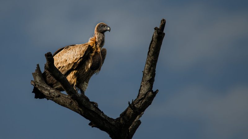 Bird Photography photography by Orpa Lamprecht