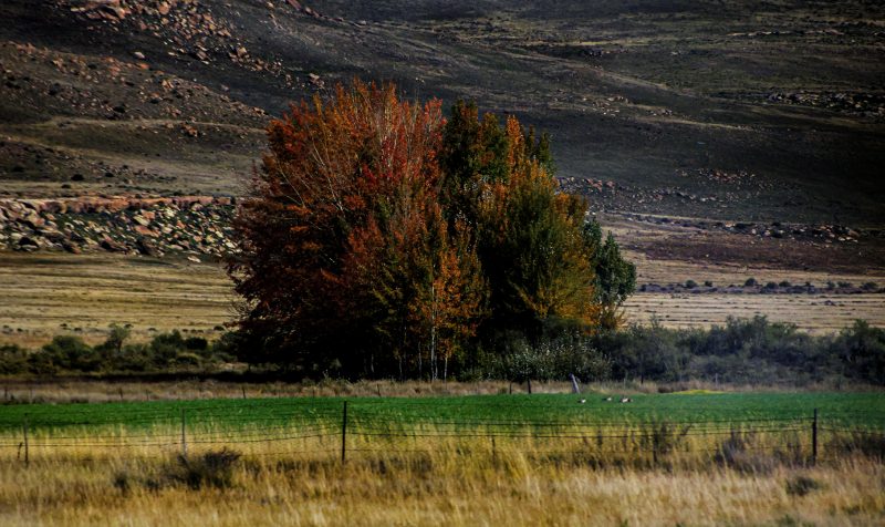 MOLTENO 2014 043 Copy — Nature Photography by Orpa Lamprecht