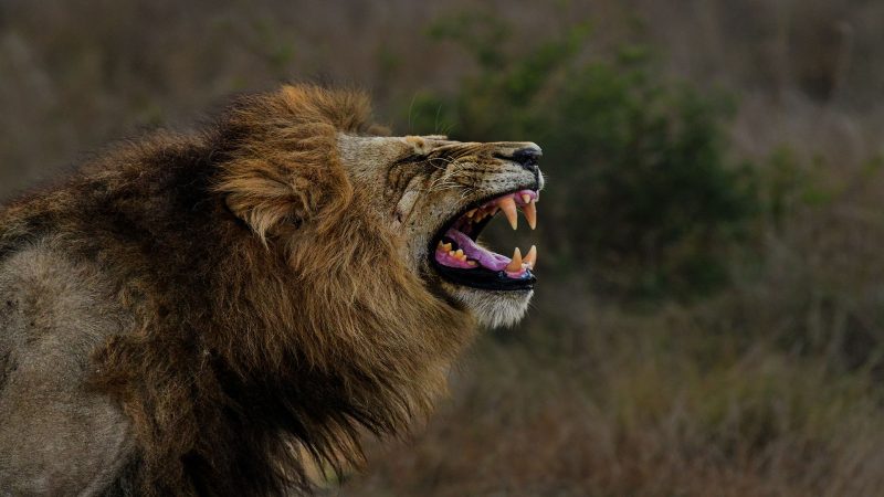 08 Boss Has Spokeen — Lion Photography by Orpa Lamprecht