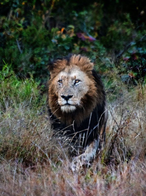 Alpha Male — Lion Photography