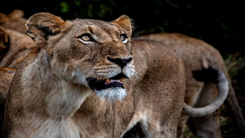 01 Do You See The Flies — Lion Photography by Orpa Lamprecht
