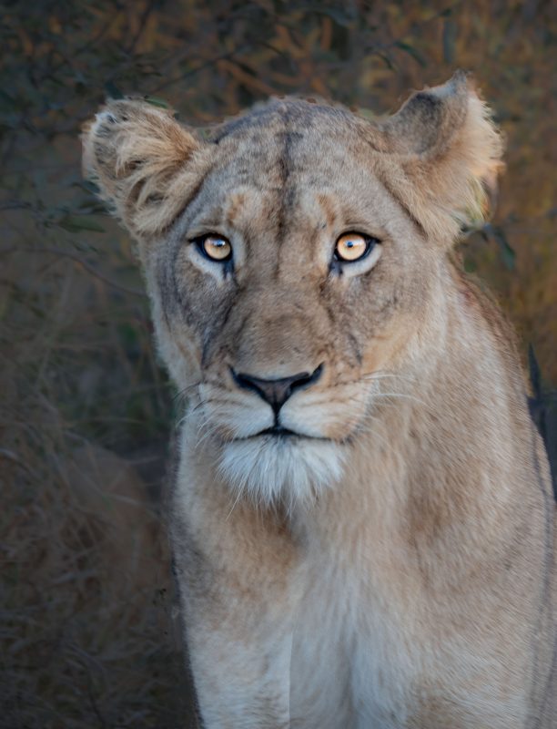 11 DSC 4069 Copy 23 — Lion Photography by Orpa Lamprecht