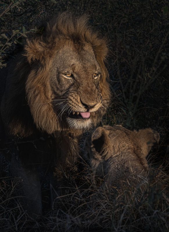 09 The Reprimanding Husband 4356 — Lion Photography by Orpa Lamprecht